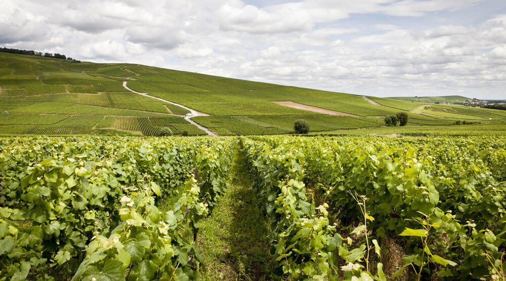 Paysage de Champagne