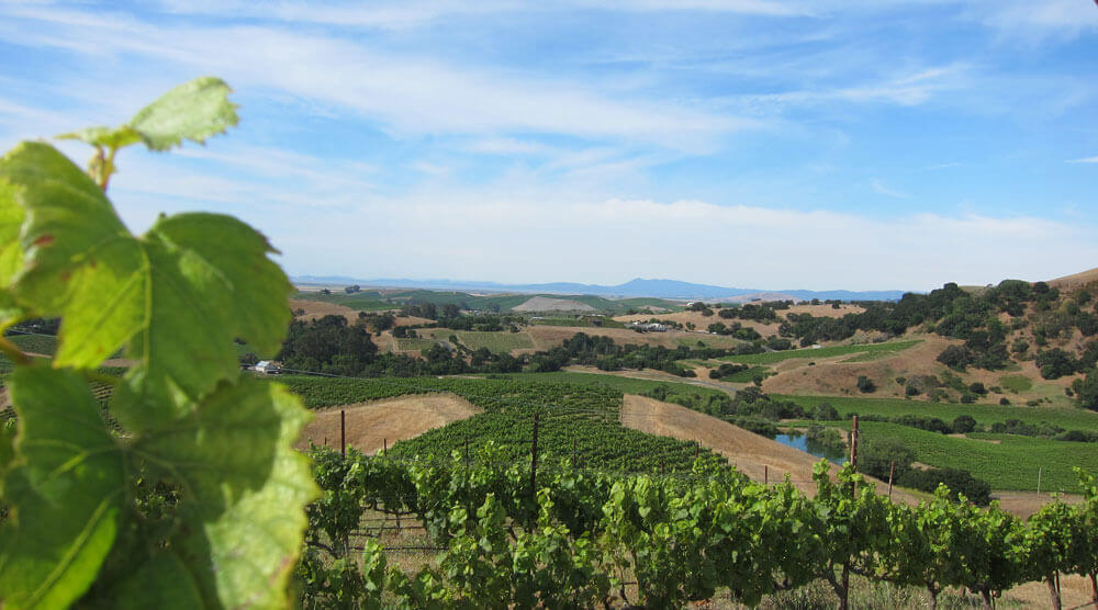 Vignoble en Angleterre